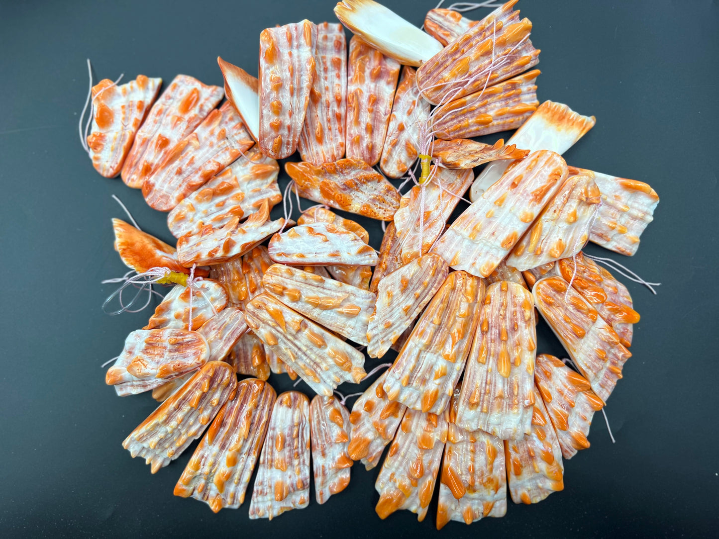 Spiny Oyster Graduated Druzy Loose Piece (Orange/Red)