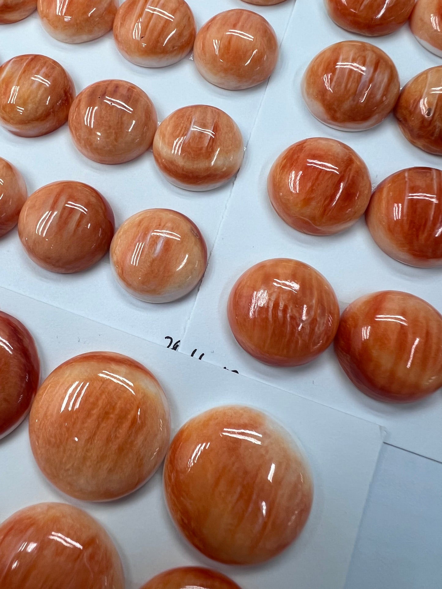 Orange Natural Spiny Oyster Shell Round Cab 12~18mm