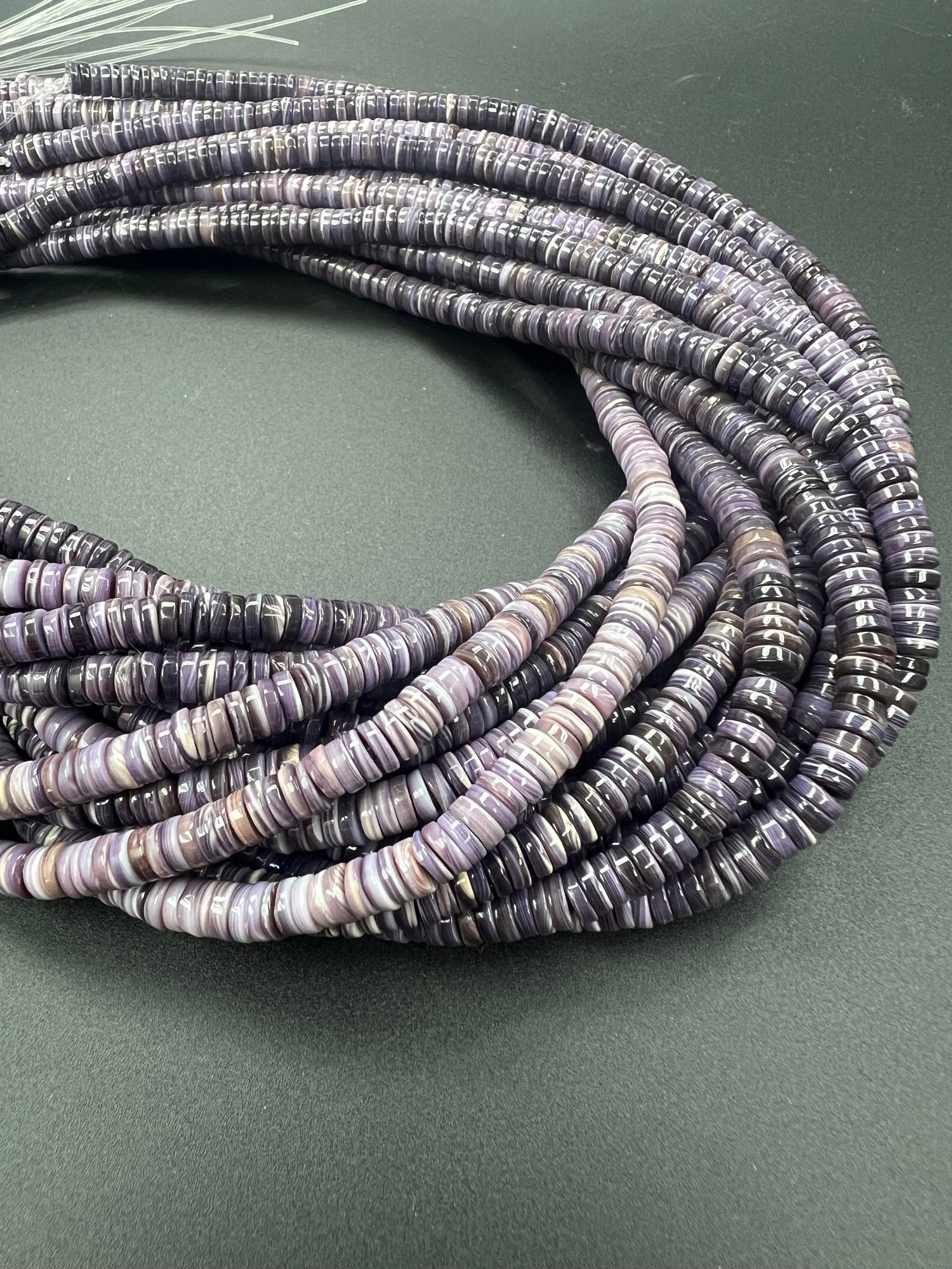 Wampum Quahog Shell