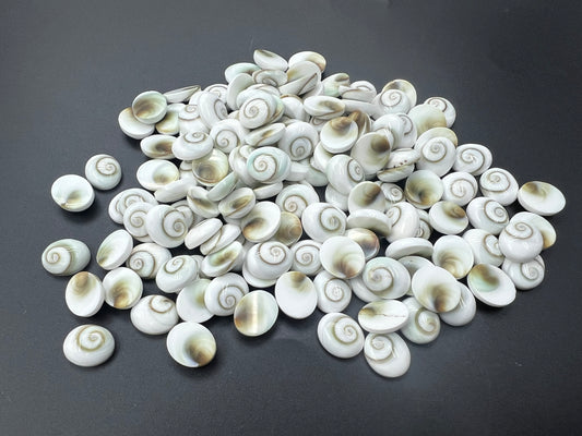 Shiva Eyes Shell Oval Cab 10x12mm