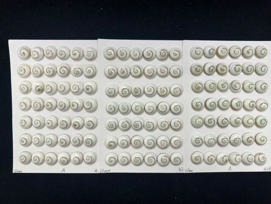 Shiva Eyes Shell Round Cab 8mm 10mm